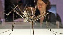Ovi invazivni insekti prijete Europi. Stručnjaci zabrinuti: Prijeti nam katastrofa!