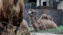 Zagrebački ZOO slavi 100. rođendan: Počeli su s tri lisice i sove