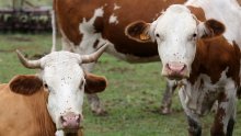 Krave izložene toplinskom stresu: Ekstremne vrućine smanjuju proizvodnju mlijeka