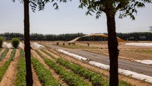 Voće i povrće usred pustinje? Pogledajte kako farma u UAE-u uzgaja hranu na 50°C