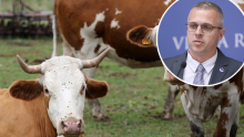 Šef veterinara o pomoru krava podno Svilaje: Meni to sliči na trovanje