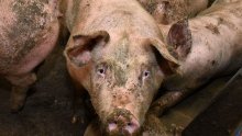 Pojavila se afrička svinjska kuga u Osječko-baranjskoj županiji