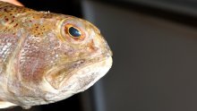 Još jedna otrovna riba u Jadranu; biolozi savjetuju što raditi, ako se ubodemo
