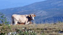 Šok za stočare, stigao nalaz s Veterinarskog instituta: Sramota!