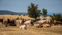 Otkriveni novi slučajevi bedrenice kod Vrlike. Od ponedjeljka na snazi 'bedrenički distrikt'