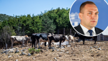 Stočari će morati pričekati za susret: 'Razgovarat ćemo kad se stvore epidemiološki uvjeti'