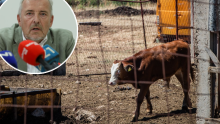 Epidemiologinja otkrila kako izgledaju simptomi bedrenice kod ljudi, oglasio se i Capak