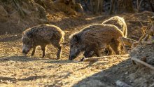 U Vukovarsko-srijemskoj županiji počeo izlov divljih svinja