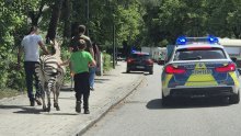 Zebre pobjegle iz cirkusa u Münchenu pa utekle i policiji: Na kraju ipak uhvaćene