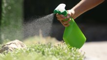 Prirodni pesticidi za vaš vrt – evo što treba znati