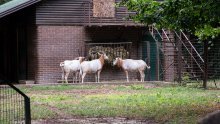 FOTO Zagrebački ZOO dobio novu miljenicu, uz ovu životinju se veže zanimljiva legenda
