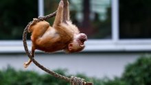 Skandal u njemačkom Zoološkom vrtu, usmrćeno 12 zdravih pavijana