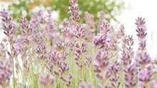 Nemojte zakasniti: Ovo je sada nužno napraviti da bi lavanda nastavila bujno cvati
