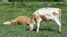 Veterinarski institut: Ukupno 86 uzoraka uginule stoke pozitivno na bedrenicu