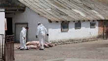 Eutanazirano 1.919 svinja u općini Jagodnjak