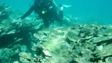 Naglo pada pokrivenost koraljima na najvećem koraljnom grebenu u svijetu