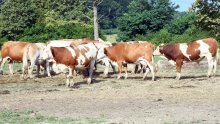 Ukupno 97 uzoraka uginule stoke pozitivno na bedrenicu