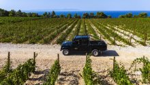 Prva berba na Šolti nakon 70 godina: Ova ambiciozna vinarija piše povijest