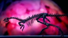Mali leteći dinosauri u Bavarskoj možda su doživjeli dramatičan kraj u oluji