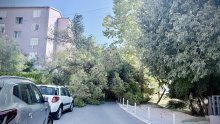 Golemi bor srušio se u Splitu, prolaznik 'za dlaku' izbjegao nesreću