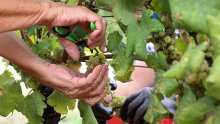 Berbe grožđa u Francuskoj počinju sve ranije zbog visokih temperatura