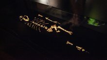 Prvi put u Europi: U Pragu izložene kosti australopiteka Lucy