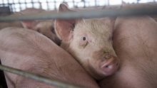 Liječnici čovjeku transplantirali svinjsko plućno krilo, evo koliko je izdržalo