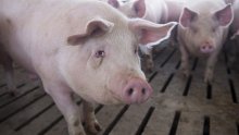 Afrička svinjska kuga izbila na dva mjesta: 'Dokaz da virus nesmetano cirkulira'