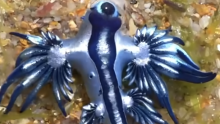 VIDEO Flota rijetkih 'plavih zmajeva' zatvorila poznate mediteranske plaže