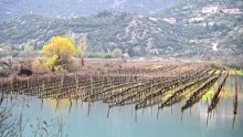 Obilne kiše izlile rijeku Maticu u vrgoračkom polju, vinogradi pod vodom