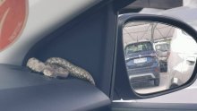 Umaški vatrogasci objavili fotografiju: Otrovnica završila u automobilu