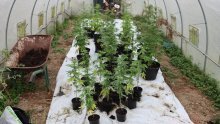 Policija u Dugom Selu ulovila uzgajivača konoplje