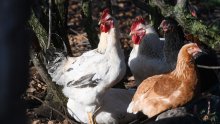 Poljska će ponovno izvoziti perad u Kinu