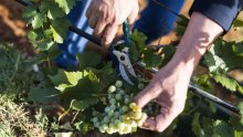 Vinogradari zadovoljno trljaju ruke: Vino bi moglo biti za pamćenje