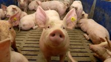 Za biosigurnosne mjere u objektima za uzgoj svinja predviđeno tri milijuna eura