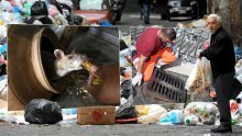 Štakori preplavljuju gradove, otrovi im ne mogu ništa: Jedna njihova osobina često im spašava život