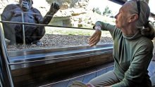 Preminula Jane Goodall, šaptačica čimpanzama