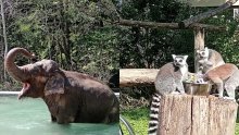 Prošetali smo zoološkim vrtovima u Ljubljani i Zagrebu: Ovo su im ključne razlike