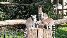 Zagrebački ZOO obilježava 101. godinu postojanja projektima zaštite ugroženih divljih vrsta
