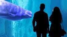 Ucjena vlade ili nužda? Morski park prijeti da će eutanazirati 30 beluga kitova