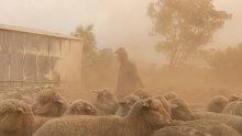 Novozelandski farmeri do 2050. moraju smanjiti emisije metana