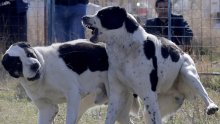 Užas u BiH: Policija prekinula ilegalne borbe pasa, privedene 84 osobe