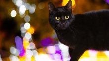 Španjolski grad zabranio udomljavanje crnih mačaka zbog Noći vještica: 'Znamo za macabre prakse'