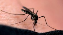 Pala posljednja tvrđava bez komaraca: Znao sam da gledam nešto što nikad nisam vidio