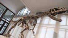 Nove spoznaje o dinosaurima opovrgavaju nekoć popularnu teoriju među paleontolozima