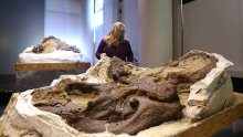 Znanstvenici potvrdili: Nanotyrannus je zasebna vrsta, a ne mladi T. rex