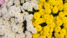 Zašto baš krizanteme nosimo na groblje za Dan mrtvih