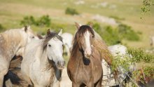 Potpisan ugovor o studiji za upravljanje krdom divljih konja kod Livna