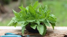 Ova osvježavajuća biljka smanjuje nadutost i opušta tijelo, ali važan je odabir prave vrste