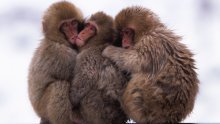 Ljubljenje nije počelo s ljudima: Prvi poljupci 'pali su' još prije 20 milijuna godina